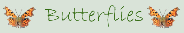 Butterflies